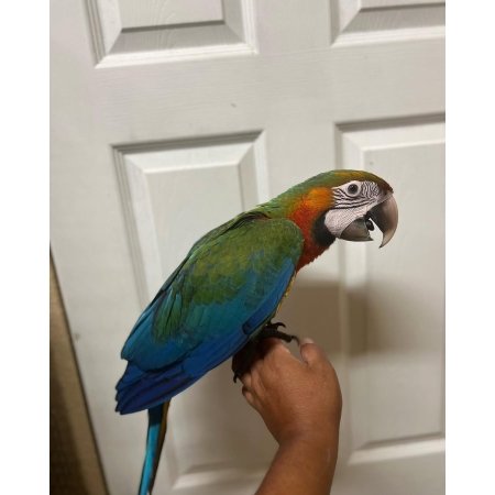 Baby Catalina Macaw Parrot for Sale – 7 Months Old, Vibrant, and Full of Personality