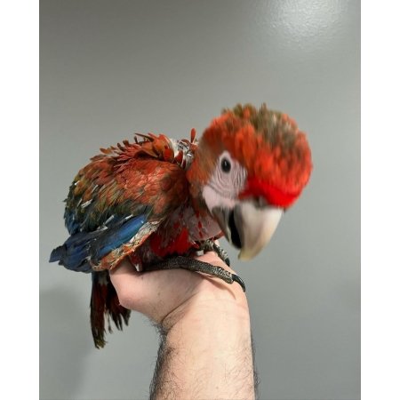 Baby Scarlet Macaw
