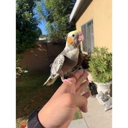 Playful Cockatiels for Sale