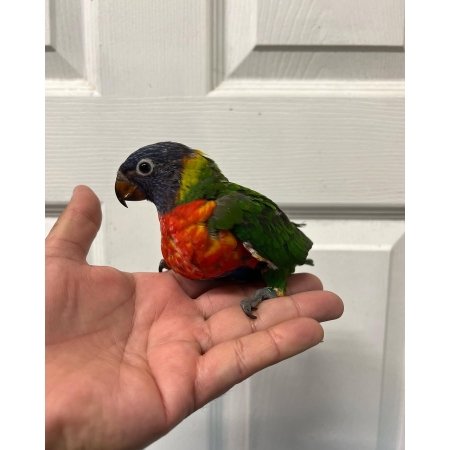 Baby Lorikeet for Sale – Adorable 2-Month-Old, Playful, and Full of Color
