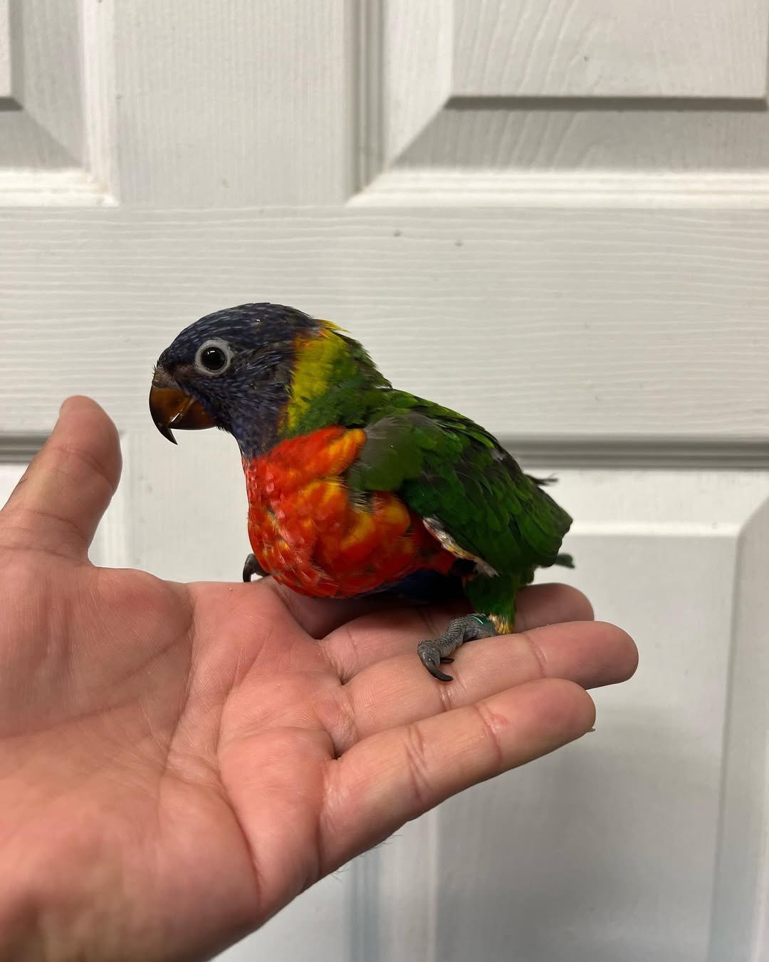 baby-lorikeet-for-sale