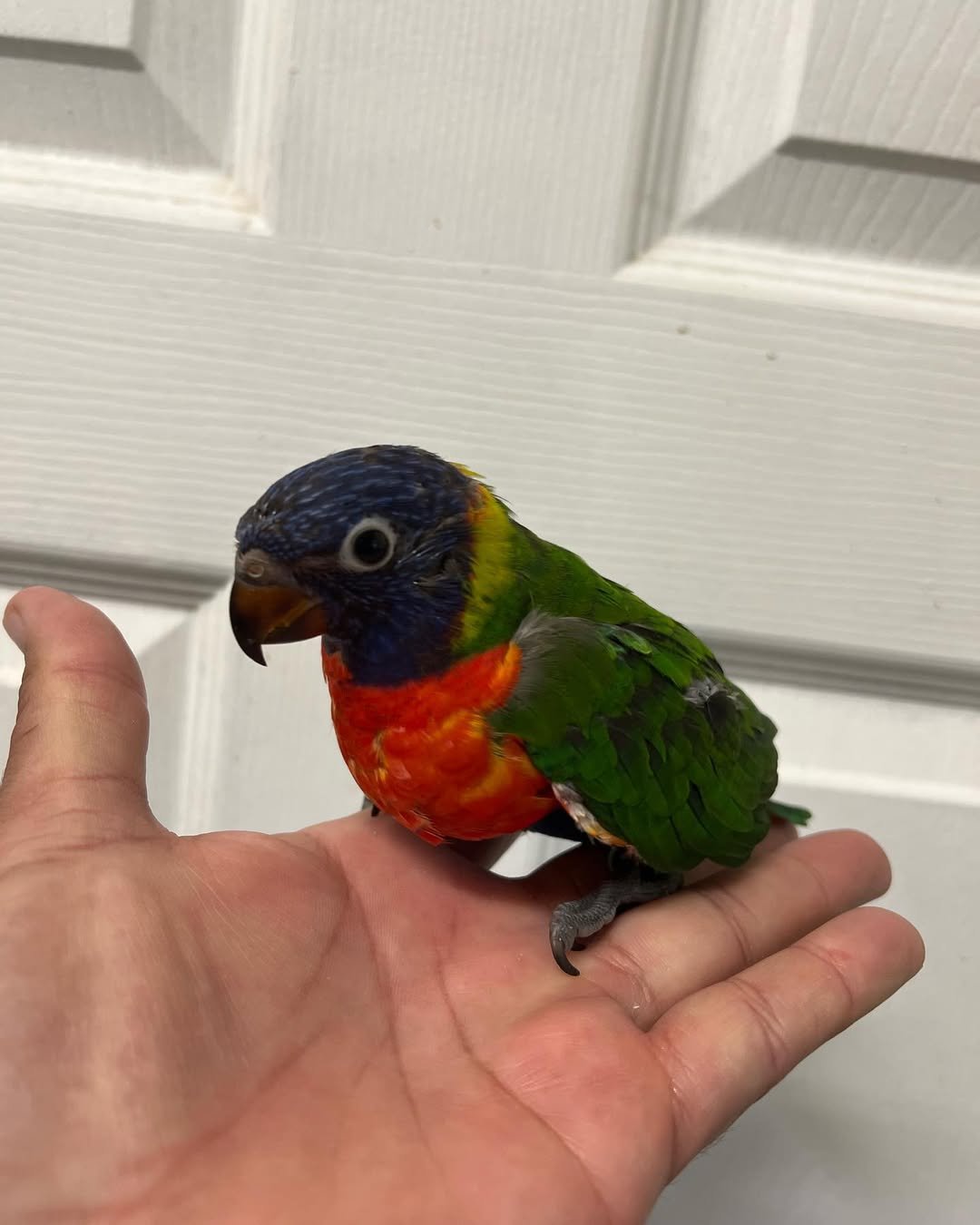 baby-lorikeet