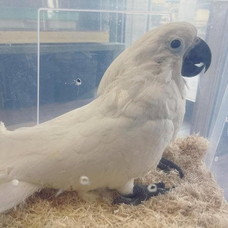 Beautiful White Cockatoo for Sale – 6 Months Old