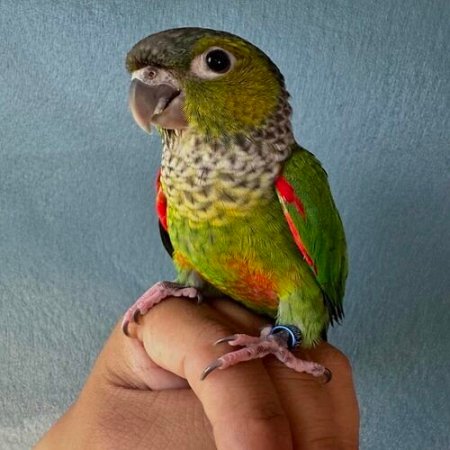 Black Capped Conure
