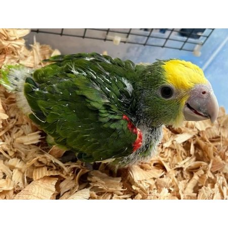 Baby Yellow Head Amazon Parrot for Sale – 3 Months Old, Bright, and Affectionate