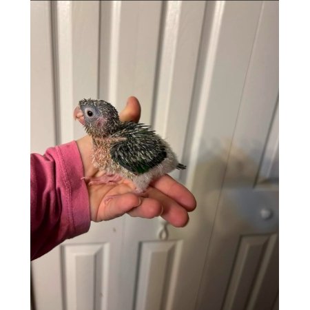 Green Cheeks Conure Babies