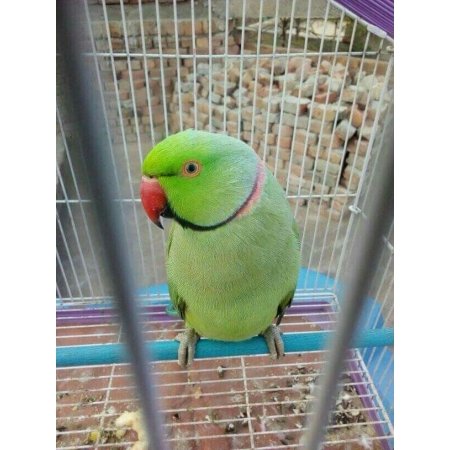 Adult Indian Ringneck
