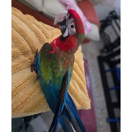 Scarlet Macaw Parrot