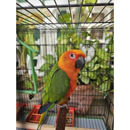 Jandaya Parakeet– Sweet 3 Months Baby , Tame, and Full of Personality