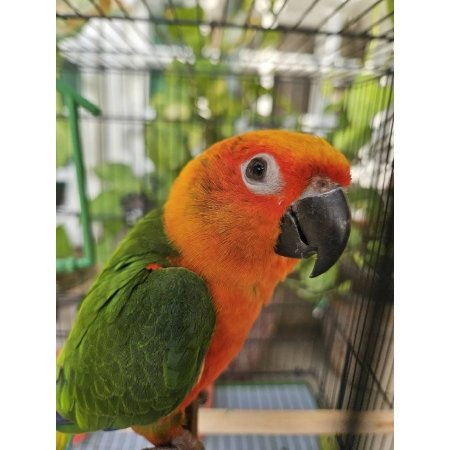 Jandaya Parakeet– Sweet 3 Months Baby , Tame, and Full of Personality