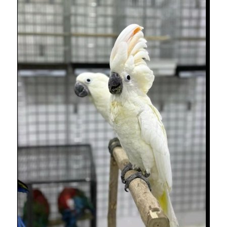 Beautiful White Cockatoo for Sale – 6 Months Old