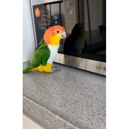 Caiques for Sale