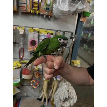Adorable Hahns Macaw Babies For Sale