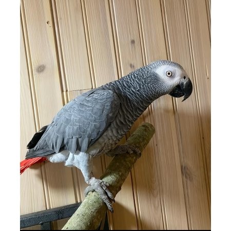 African Grey Parrot for Sale – 4-Month-Old Male -Intelligent and Ready to Bond