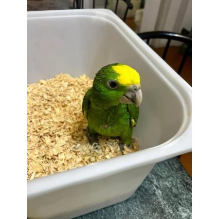 Yellow Headed Amazon parrot
