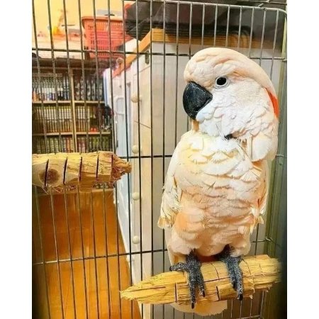 Moluccan Cockatoo