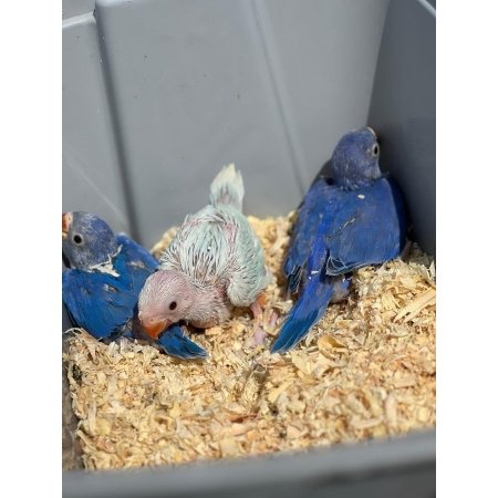 Baby Indian Ringnecks