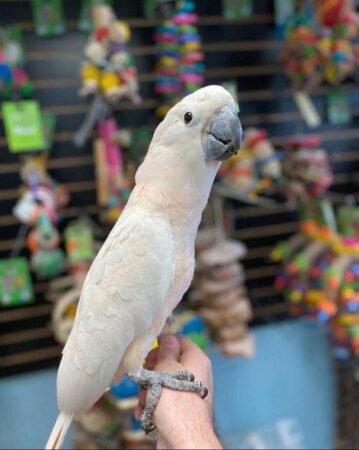 Moluccan Cockatoo