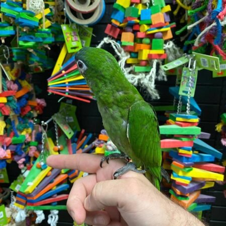 Adorable Hahns Macaw Babies For Sale (6-7 months old)