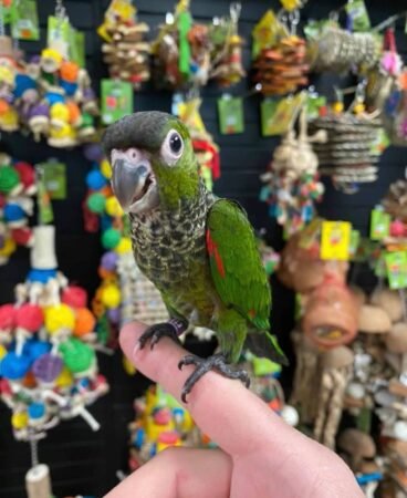 Black Capped Conure