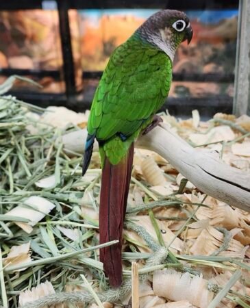 Green Cheeks Conure