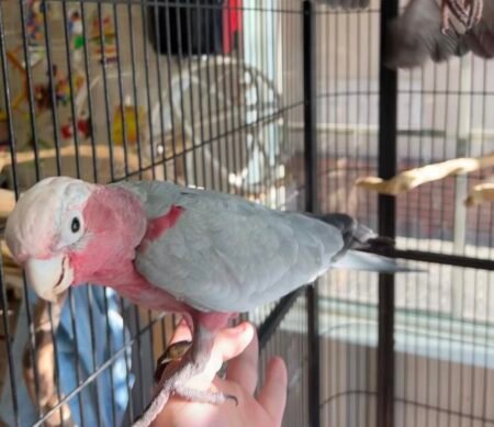 8-Month-Old Male Galah Cockatoo – Tamed & Fully Weaned
