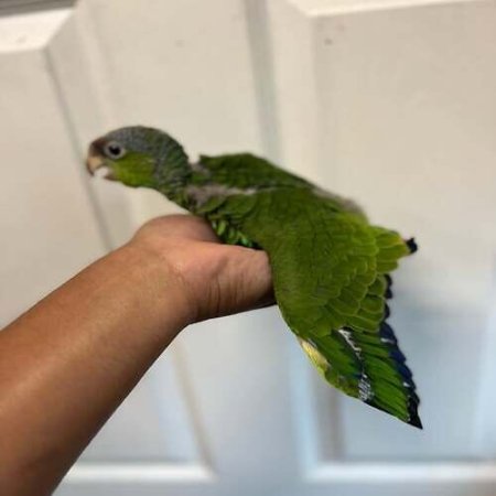 Lilac-Crowned Amazon Babies for Sale – 2 Months Old, Beautiful Parrot