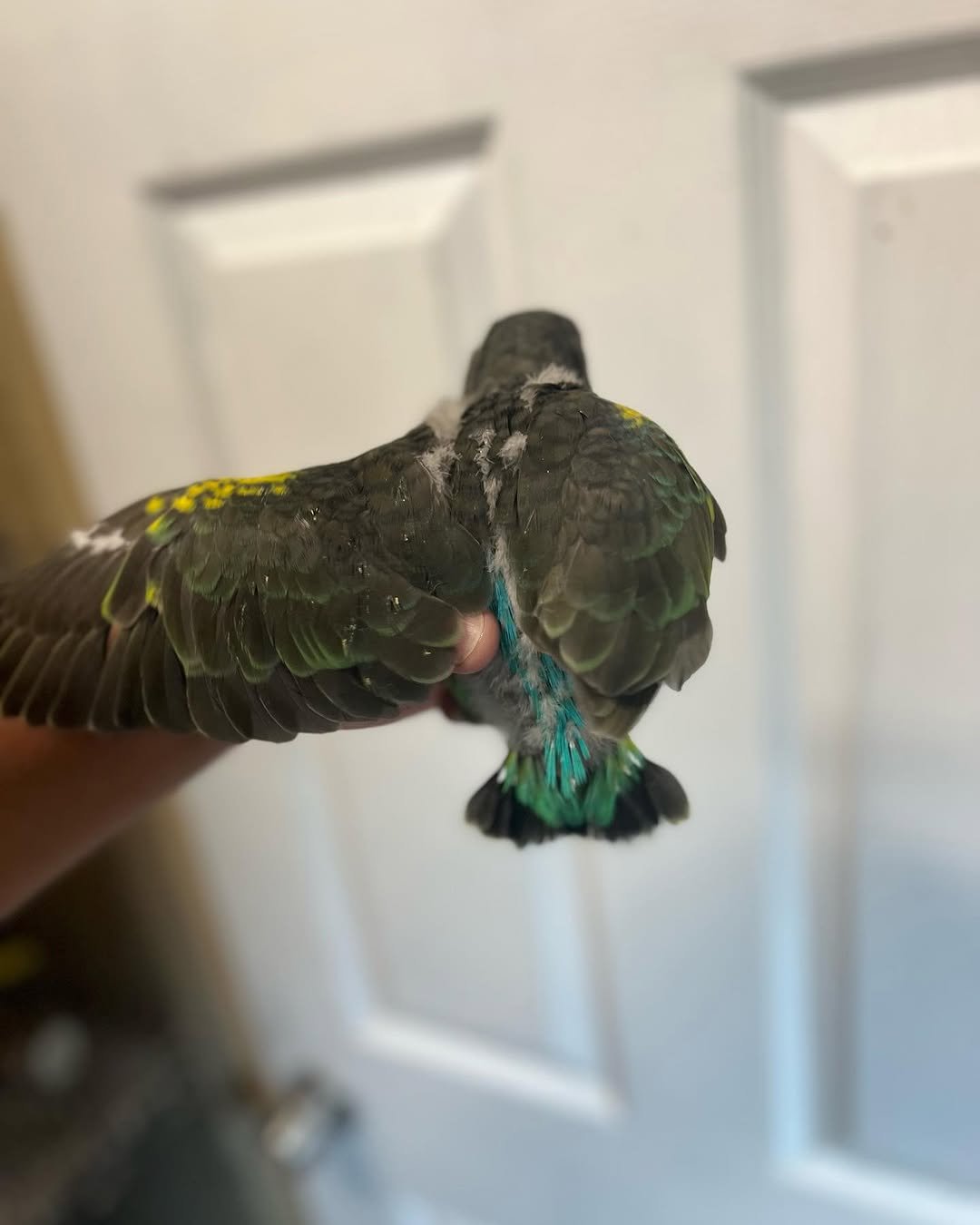 meyer-parrot-babies-for-sale