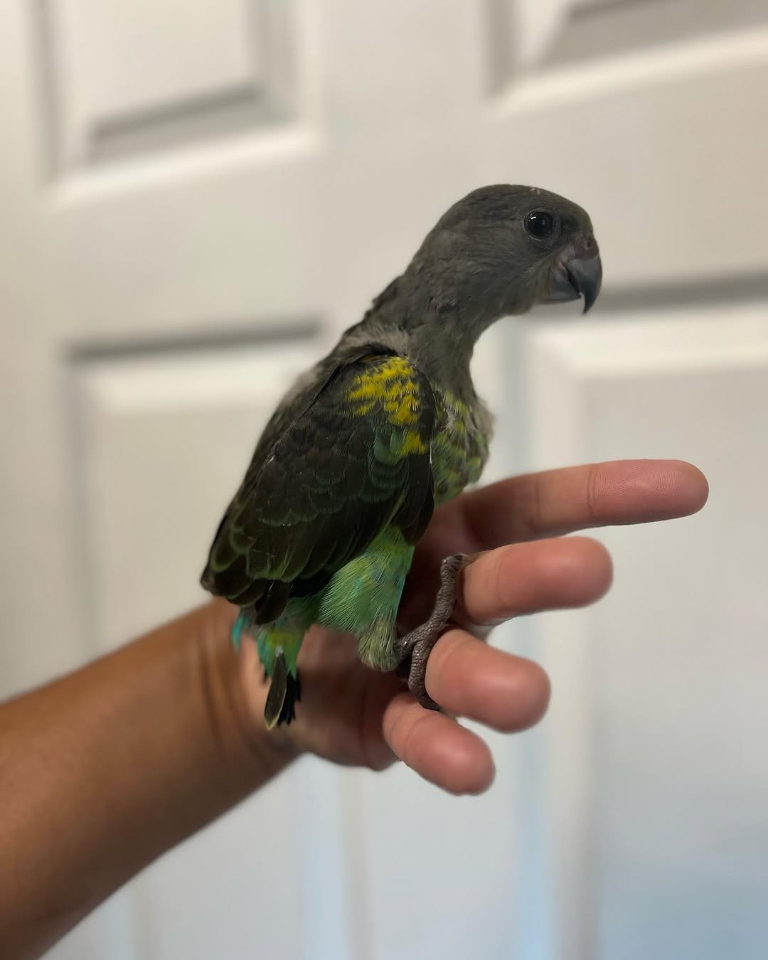 meyer-parrot-babies-price