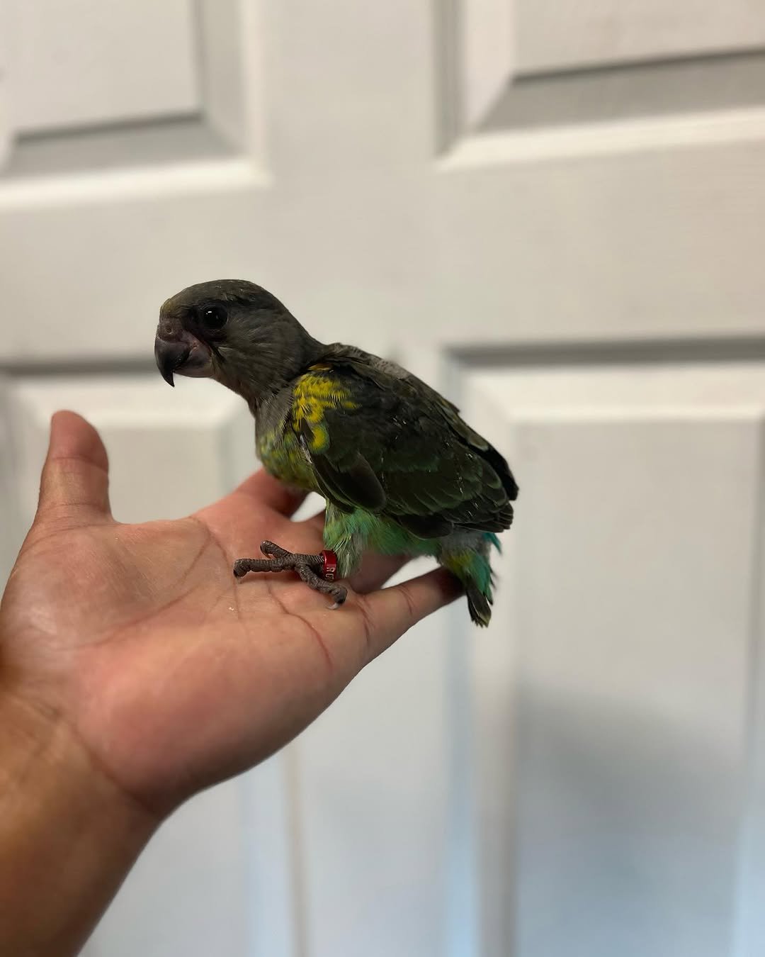 meyer-parrot-babies-size