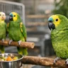 Amazon Parrots for Sale: What to Look For