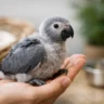 Baby African Grey Parrot: What to Expect