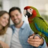 Best Age to Buy a Parrot for Your Home