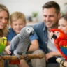 Best Parrot for Families: What to Choose