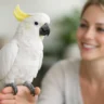 Cockatoo Temperament for Beginners