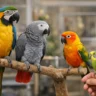 Companion Parrots for Sale: How to Choose