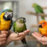 Hand Raised Parrots for Sale: What to Know