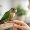 How to Tame a Young Parrot at Home