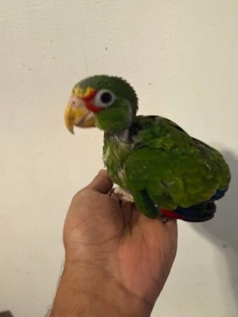 4 Weeks Old Baby White-Front Amazon Parrot – Hand-Fed & Healthy