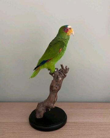 2 Year Old White-Front Amazon Parrot – Tamed & Well-Trained