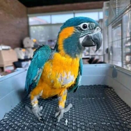 5 Months Old Male Blue & Gold Macaw – Tame & Hand-Raised