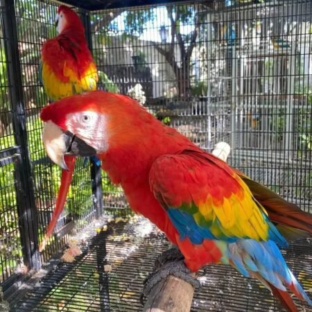 Scarlet Macaws