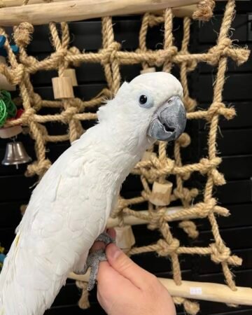 White Cockatoo
