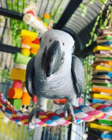 African Grey Parrot – 8 Months Old (Hand-Tamed & Fully Weaned)