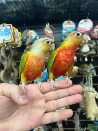Pineapple Conure (Male & Female Pair)