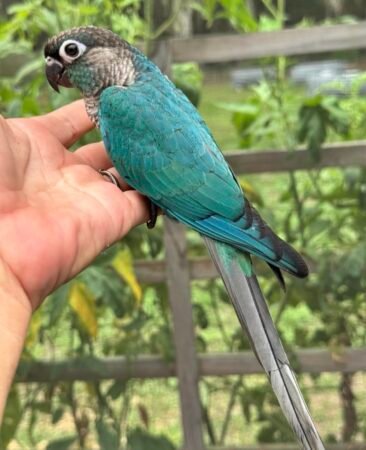 Turquoise Green Cheek Conure – 7 Months Old