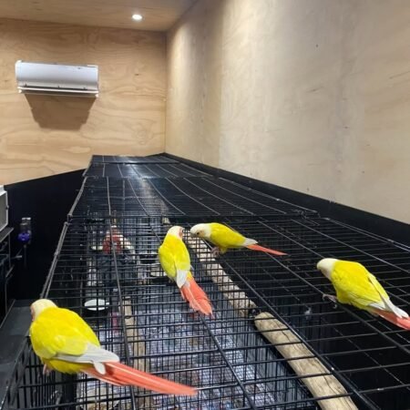 Sun Cheek Conure – 5 to 7 Months Old