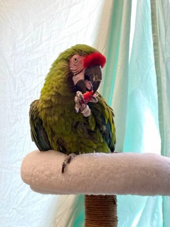 Military Macaw Parrot – 7 Months Old | Fully Weaned & Tamed
