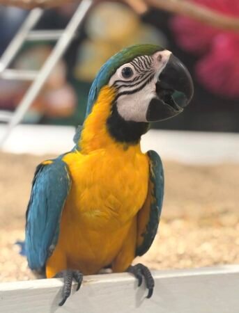 Blue & Gold Macaw Baby (Female) – 9 Weeks Old | DNA Tested