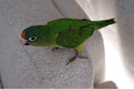 Half Moon Conure – 6 Months Old | Tame & Healthy
